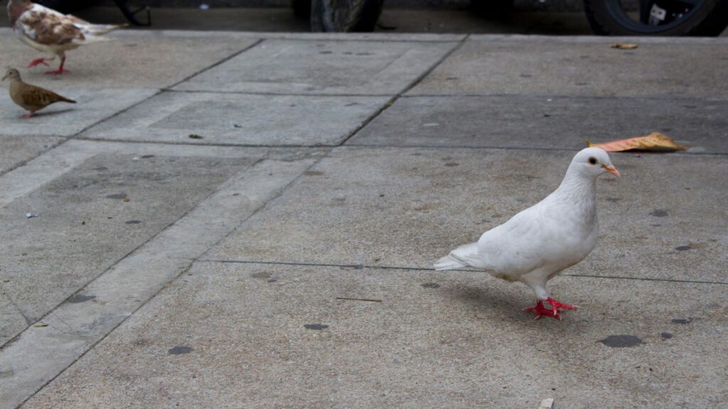 Entenda a importância e como fazer o controle de pombos!
