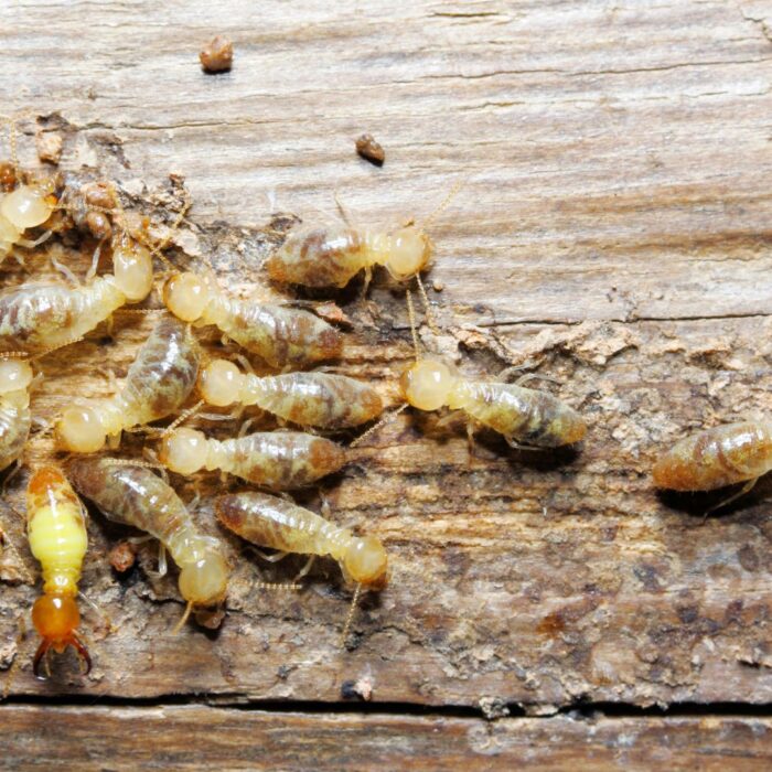 Entenda como identificar sinais de infestação de cupins!