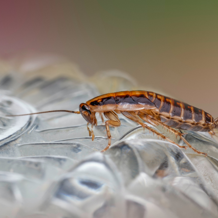 Entenda mais sobre o controle de pragas urbanas!