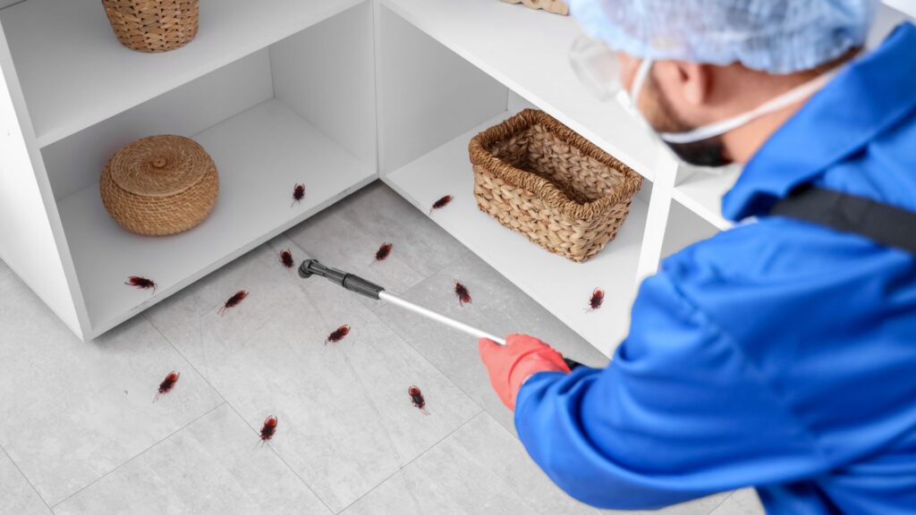 Diferença entre dedetização e sanitização: entenda quais são!