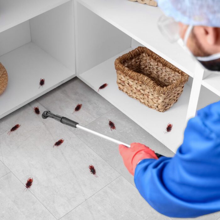 Diferença entre dedetização e sanitização: entenda quais são!