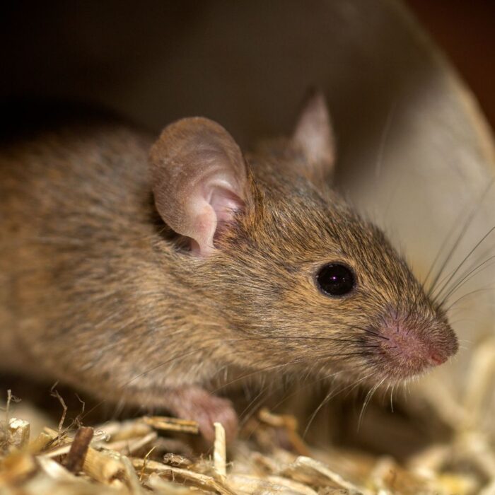 Conheça os principais sinais de infestação de ratos!